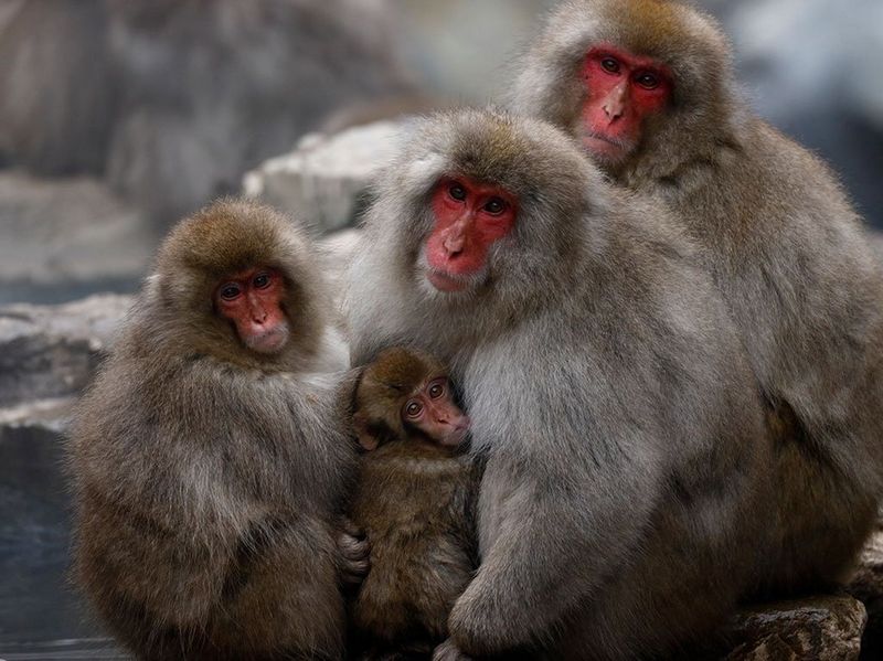 Canon RF 800mm f/11 IS STM by  in  - EC MALL