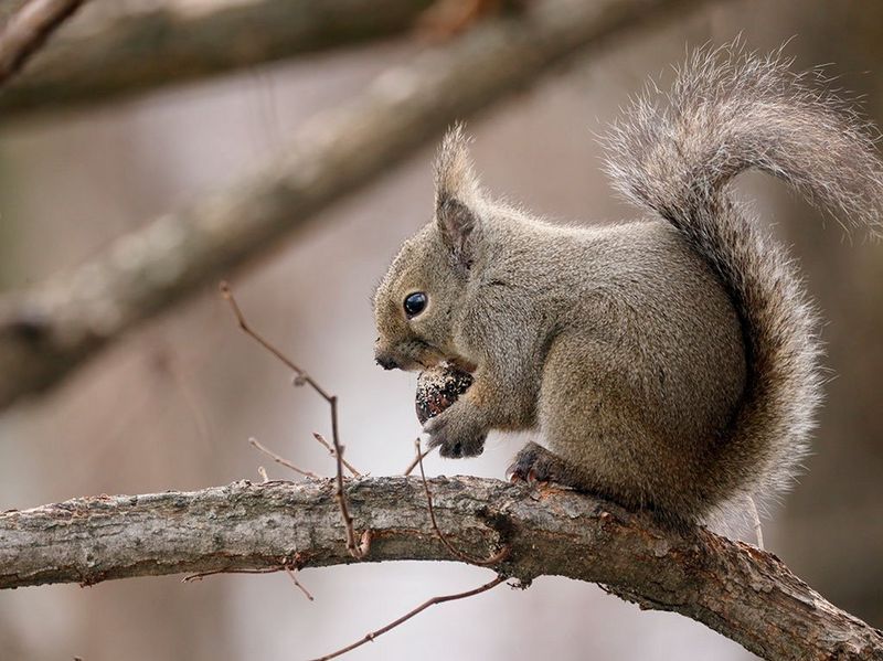 Canon RF 800mm f/11 IS STM by  in  - EC MALL