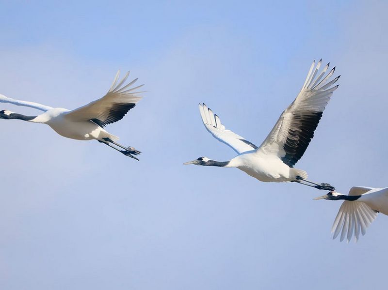 Canon RF 800mm f/11 IS STM by  in  - EC MALL