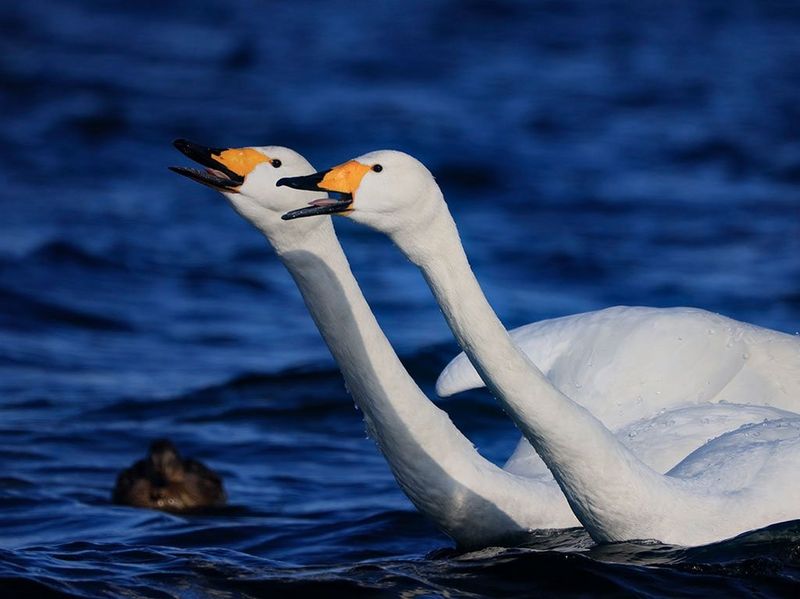 Canon RF 800mm f/11 IS STM by  in  - EC MALL