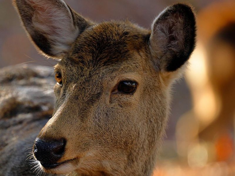 Canon RF 800mm f/11 IS STM by  in  - EC MALL