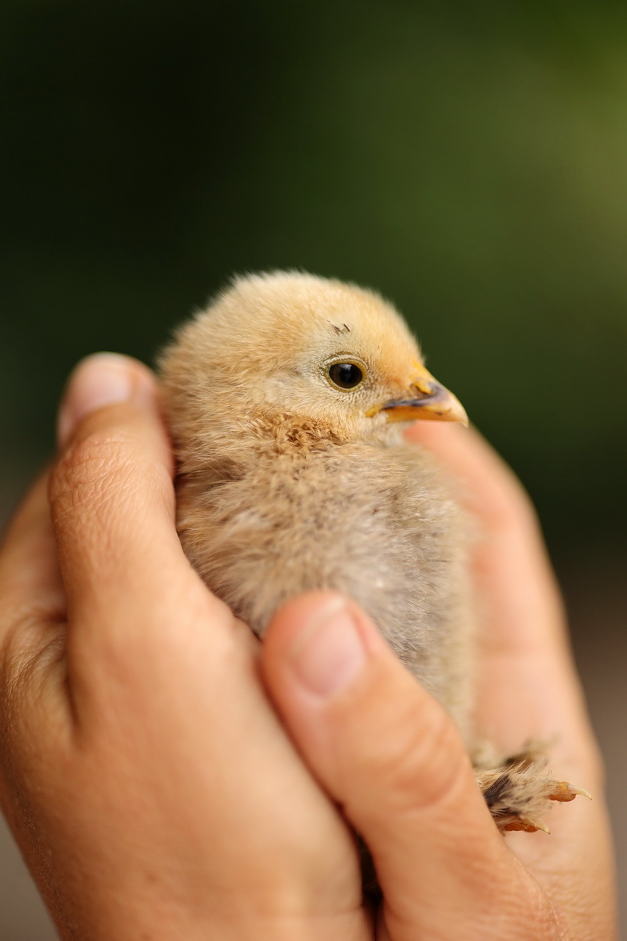 Canon RF 85mm f/2 Macro IS STM Lens by  in  - EC MALL