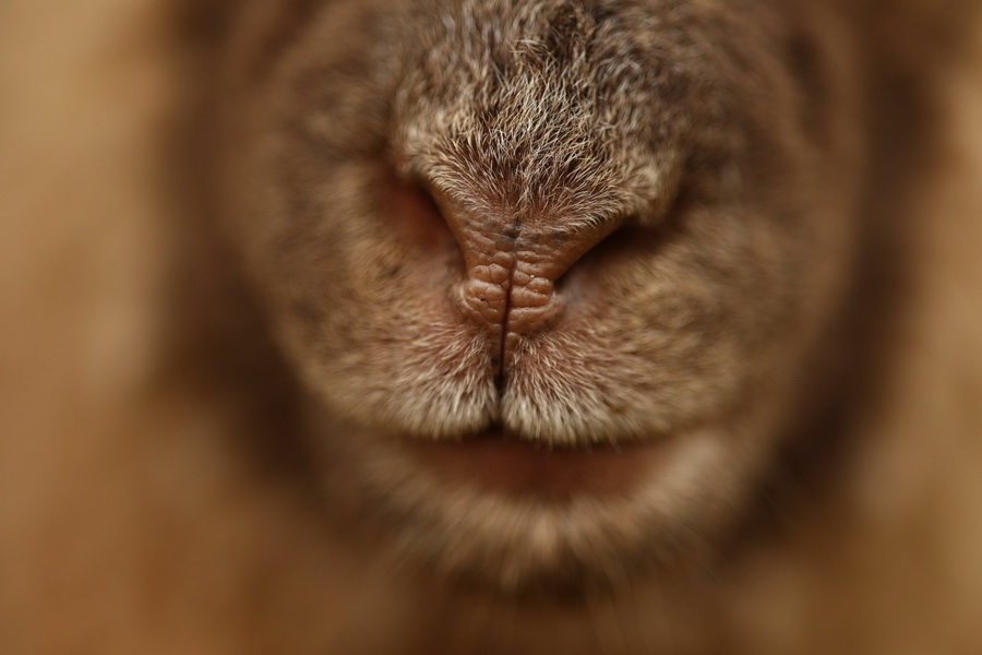 Canon RF 85mm f/2 Macro IS STM Lens by  in  - EC MALL