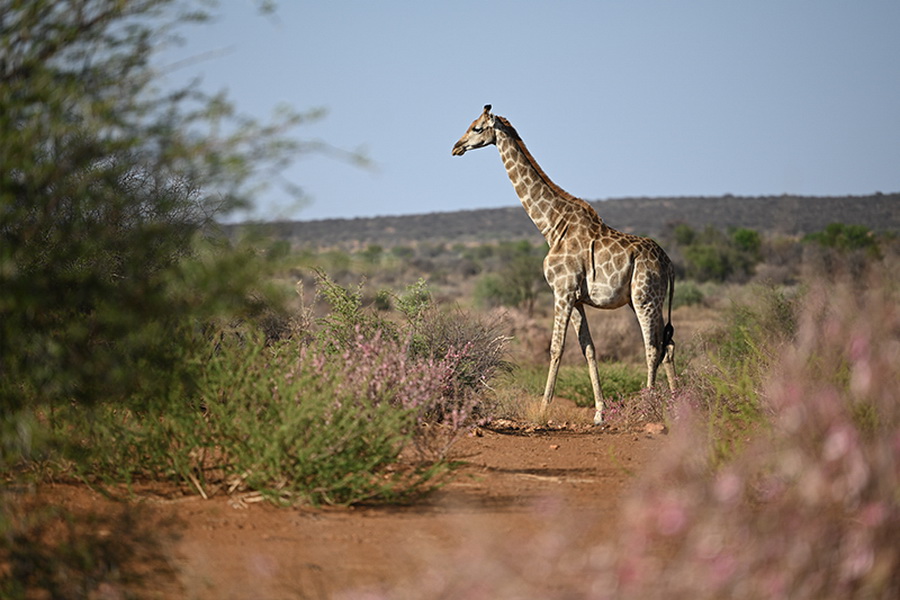 Nikon NIKKOR Z 70-200mm f/2.8 VR S Lens by  in  - EC MALL