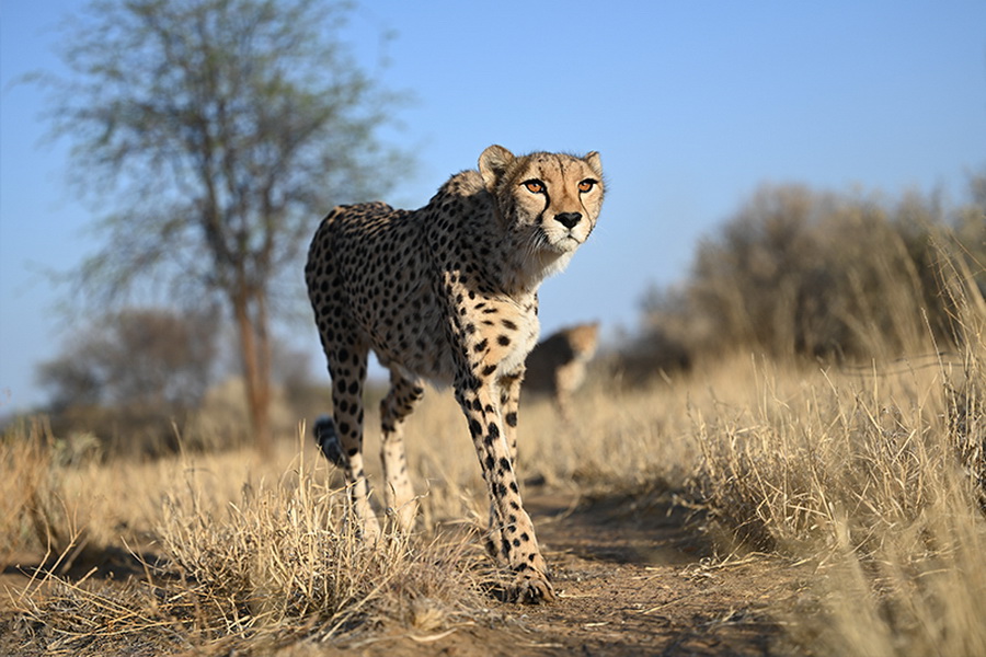 Nikon NIKKOR Z 70-200mm f/2.8 VR S Lens by  in  - EC MALL