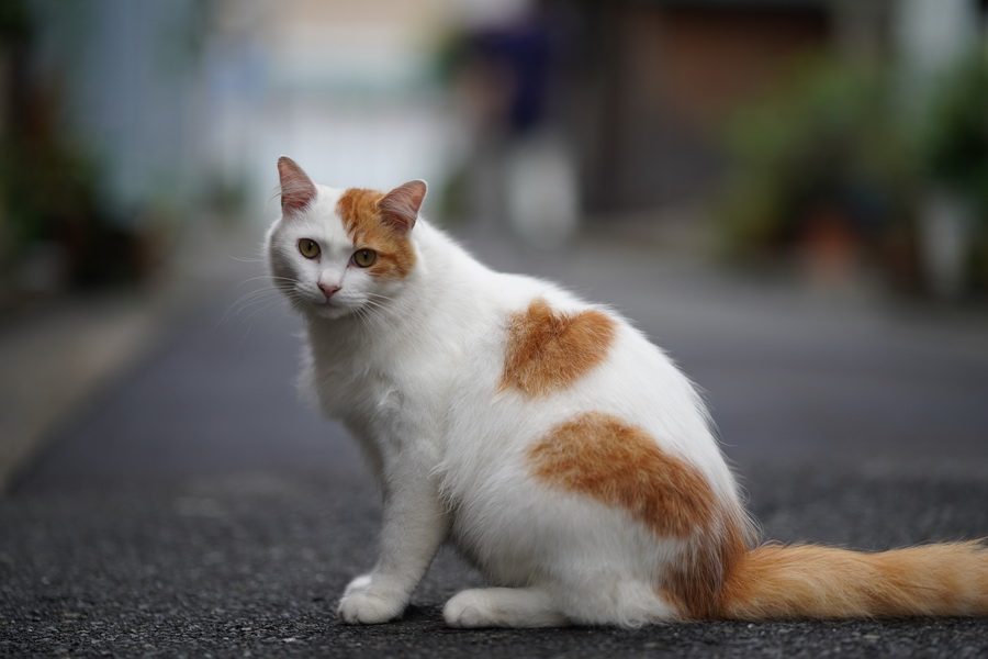 Sigma 85mm f/1.4 DG DN (A) Lens by  in  - EC MALL