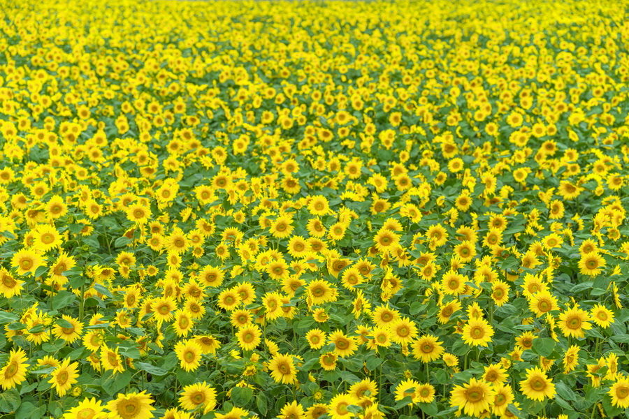 Sigma 85mm f/1.4 DG DN (A) Lens by  in  - EC MALL