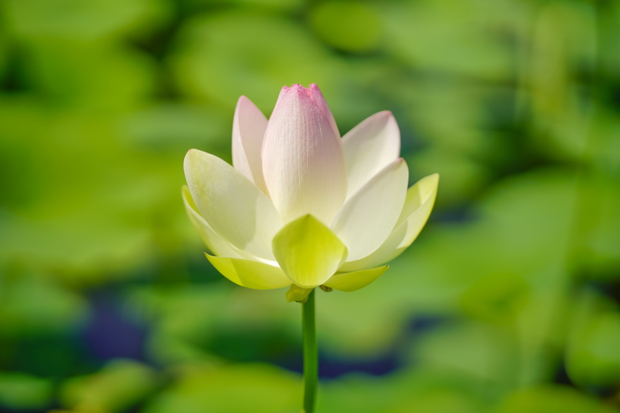 Sigma 85mm f/1.4 DG DN (A) Lens by  in  - EC MALL