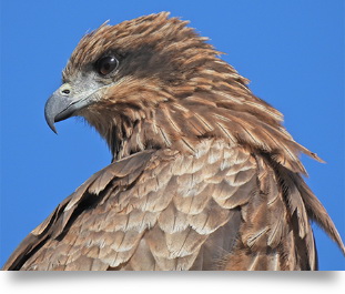 Nikon COOLPIX P950 by  in  - EC MALL