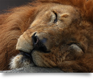 Nikon COOLPIX P950 by  in  - EC MALL