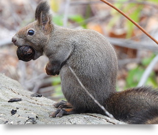 Nikon COOLPIX P950 by  in  - EC MALL