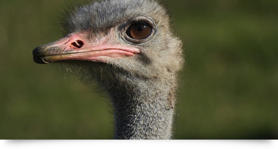 Nikon COOLPIX P950 by  in  - EC MALL