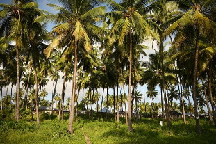 Nikon NIKKOR Z 24-200mm f/4-6.3 VR Lens by  in  - EC MALL