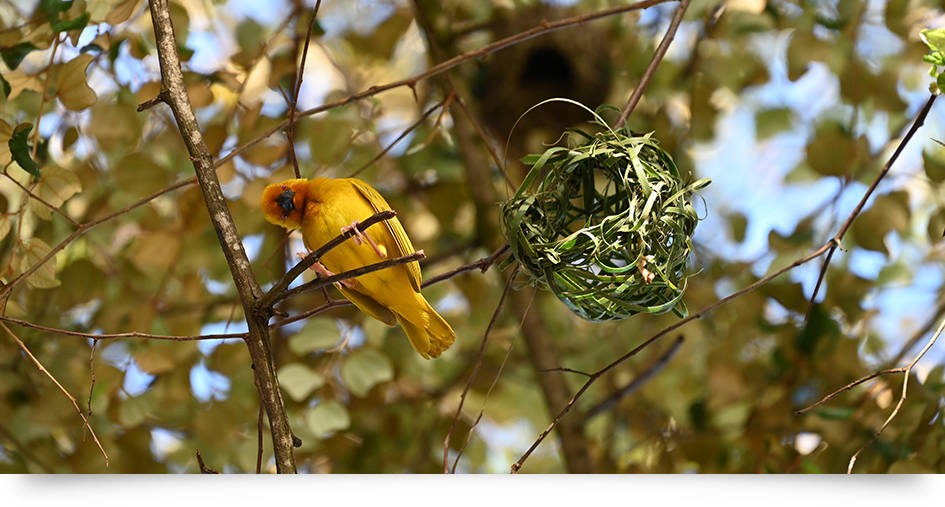 Nikon NIKKOR Z 24-200mm f/4-6.3 VR Lens by  in  - EC MALL