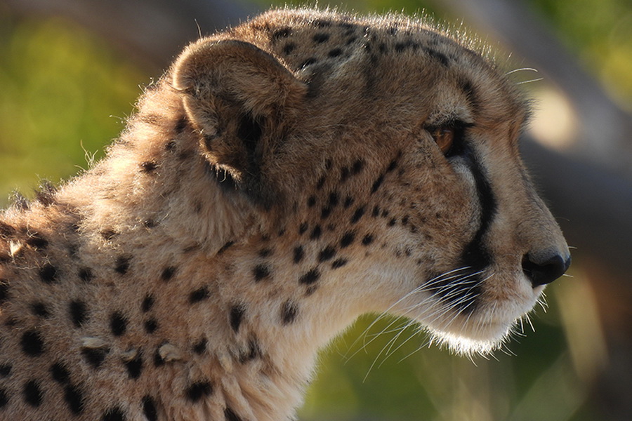 Nikon COOLPIX P950 by in - EC MALL