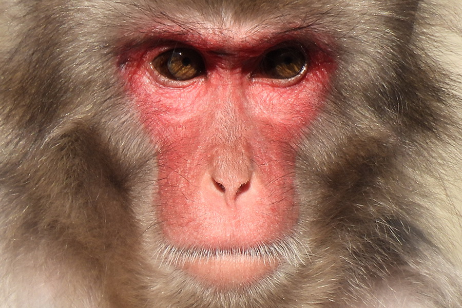 Nikon COOLPIX P950 by in - EC MALL