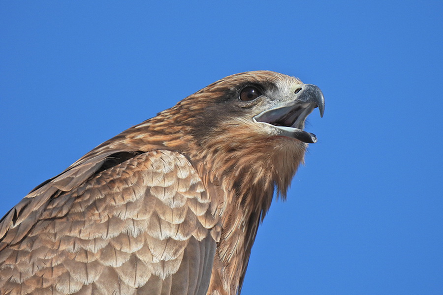 Nikon COOLPIX P950 by  in  - EC MALL