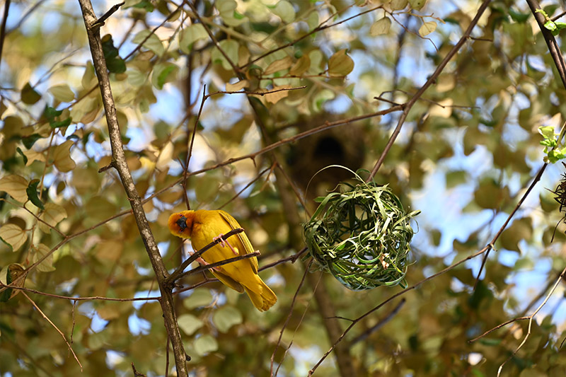 Nikon NIKKOR Z 24-200mm f/4-6.3 VR Lens by  in  - EC MALL