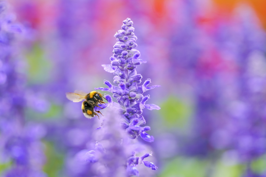 Sigma 105mm f/2.8 DG DN Macro (A) by  in  - EC MALL