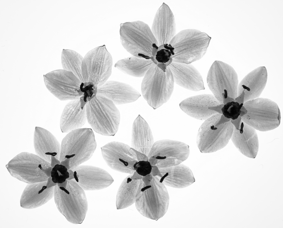 Sigma 105mm f/2.8 DG DN Macro (A) by  in  - EC MALL