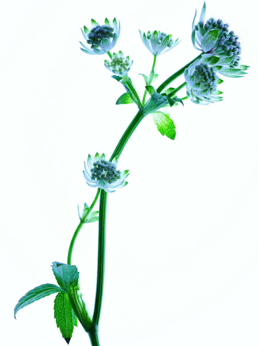 Sigma 105mm f/2.8 DG DN Macro (A) by  in  - EC MALL