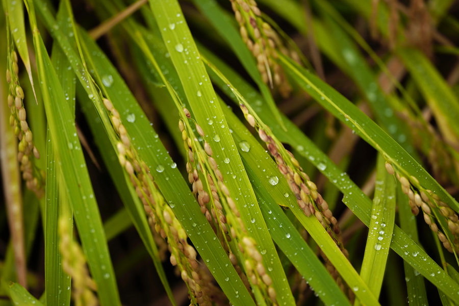 Sigma 105mm f/2.8 DG DN Macro (A) by  in  - EC MALL