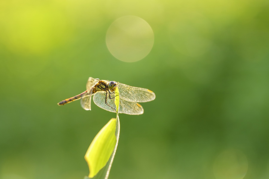 Sigma 105mm f/2.8 DG DN Macro (A) by  in  - EC MALL