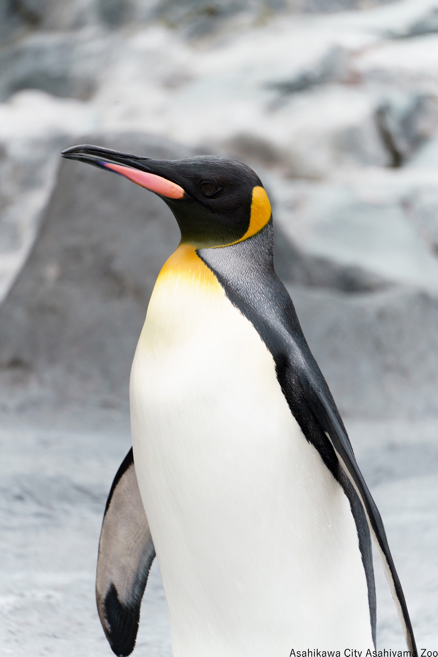 Tamron 70-300mm f/4.5-6.3 Di III RXD For Sony FE by  in  - EC MALL