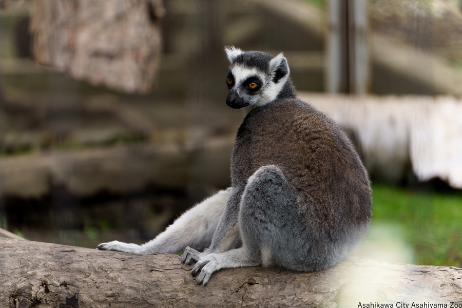 Tamron 70-300mm f/4.5-6.3 Di III RXD For Sony FE by  in  - EC MALL