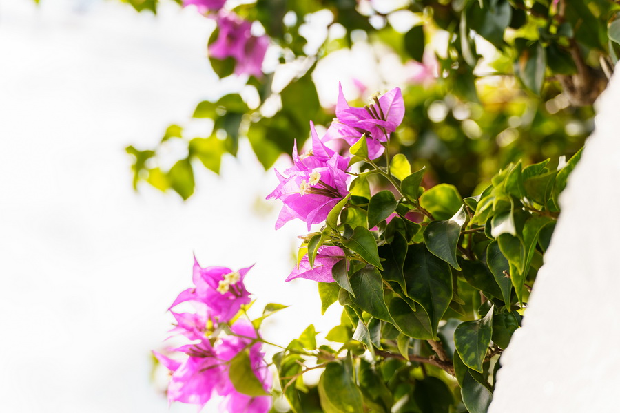 Tamron 70-300mm f/4.5-6.3 Di III RXD For Sony FE by  in  - EC MALL