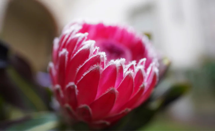 Sony FE 20mm f/1.8 G Lens by  in  - EC MALL