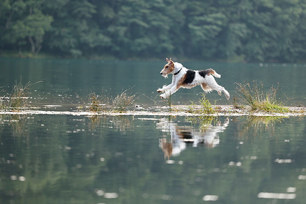 Canon RF 70-200mm f/4L IS USM Lens by  in  - EC MALL