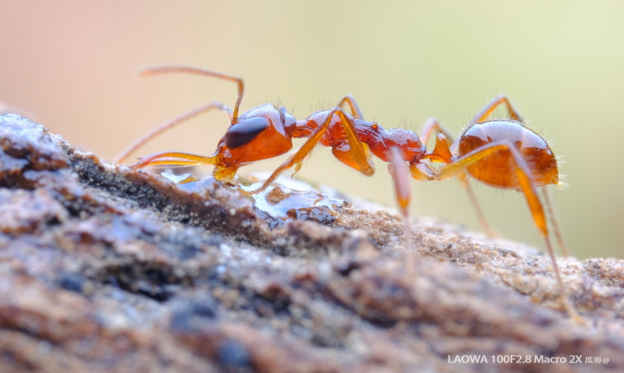 Laowa 100mm f/2.8 2x Ultra Macro APO by  in  - EC MALL