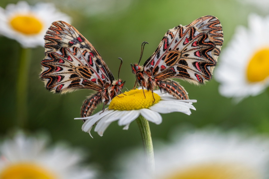 Laowa 100mm f/2.8 2x Ultra Macro APO by  in  - EC MALL