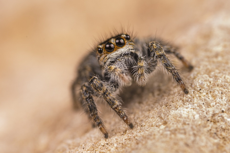 Laowa 100mm f/2.8 2x Ultra Macro APO by  in  - EC MALL