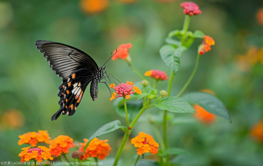 Laowa 100mm f/2.8 2x Ultra Macro APO by  in  - EC MALL