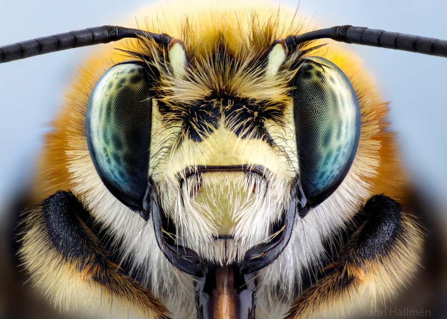 Laowa 100mm f/2.8 2x Ultra Macro APO by  in  - EC MALL