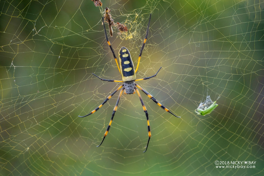 Laowa 100mm f/2.8 2x Ultra Macro APO by  in  - EC MALL