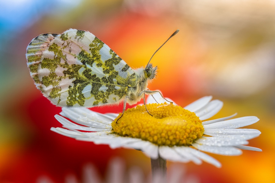 Laowa 100mm f/2.8 2x Ultra Macro APO by  in  - EC MALL