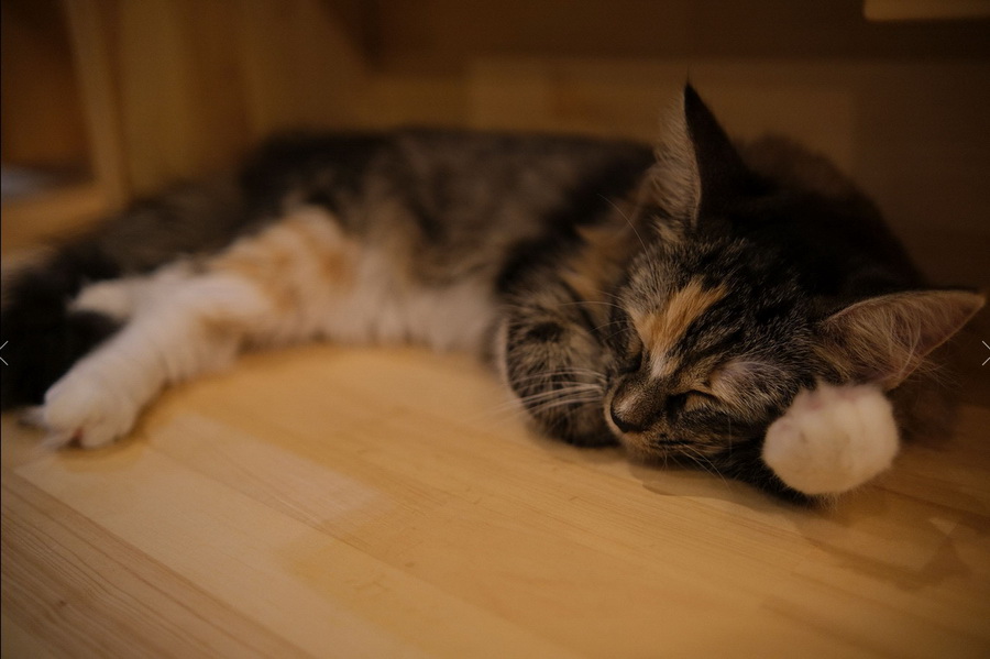 Tokina atx-m 23mm f/1.4 by  in  - EC MALL