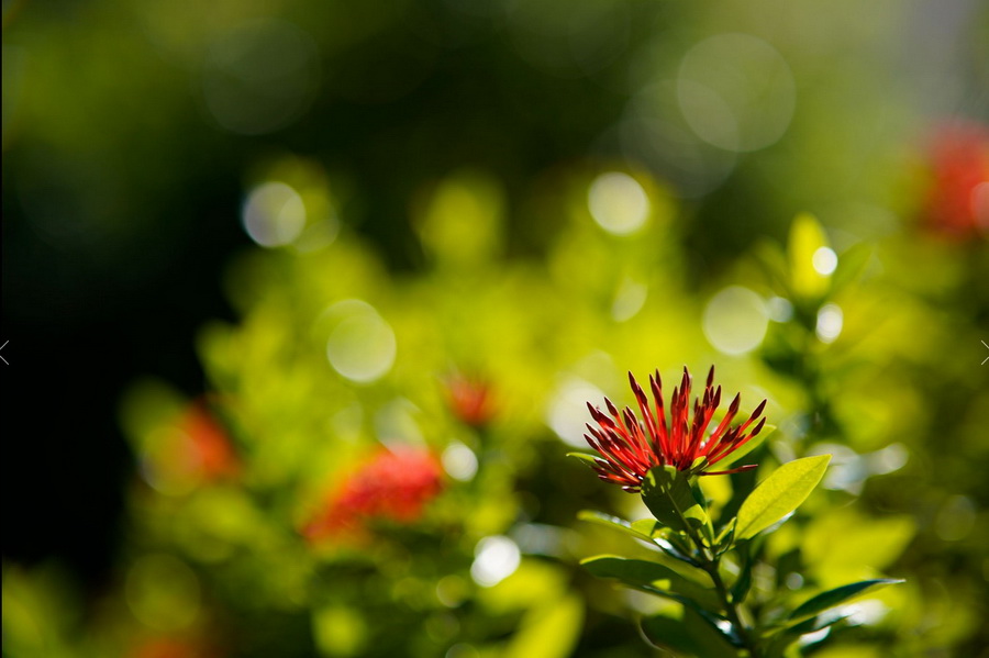 Tokina atx-m 85mm f/1.8 FE by  in  - EC MALL