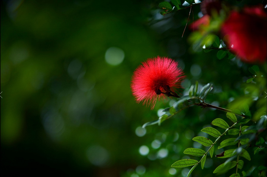 Tokina atx-m 85mm f/1.8 FE by  in  - EC MALL