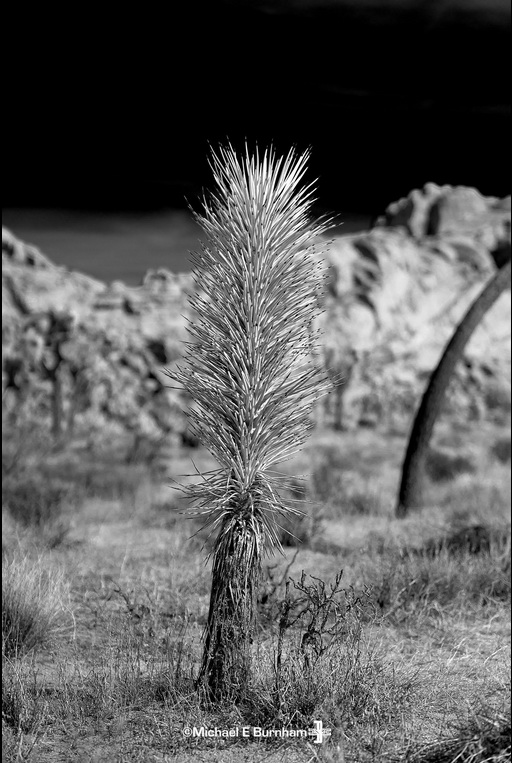 Tokina atx-m 85mm f/1.8 FE by  in  - EC MALL
