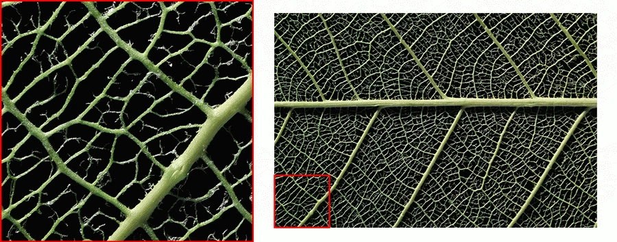 Canon RF 100mm f/2.8L Macro IS USM Lens by  in  - EC MALL