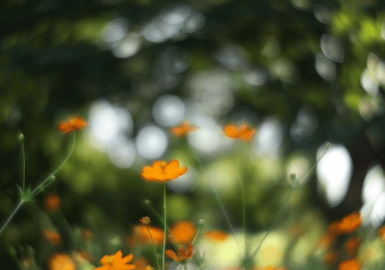 Canon RF 100mm f/2.8L Macro IS USM Lens by  in  - EC MALL