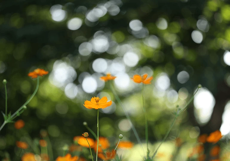 Canon RF 100mm f/2.8L Macro IS USM Lens by  in  - EC MALL