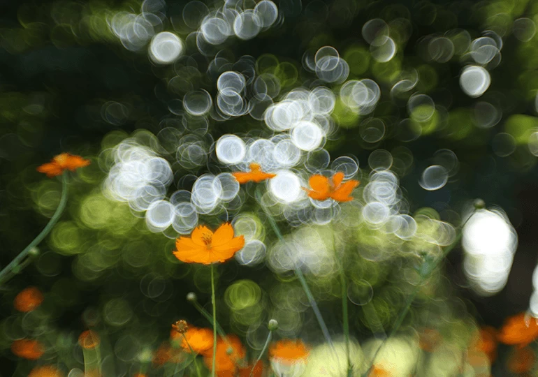 Canon RF 100mm f/2.8L Macro IS USM Lens by  in  - EC MALL