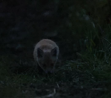 Canon EOS R3 by  in  - EC MALL