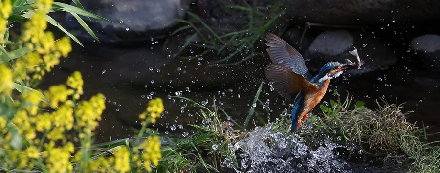 Canon EOS R3 by  in  - EC MALL