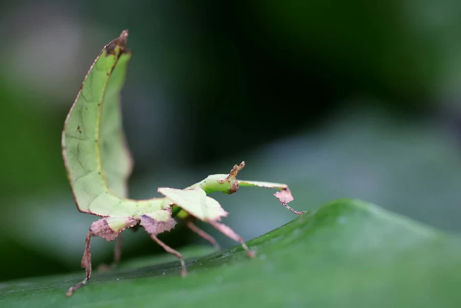 Canon RF 100mm f/2.8L Macro IS USM Lens by  in  - EC MALL